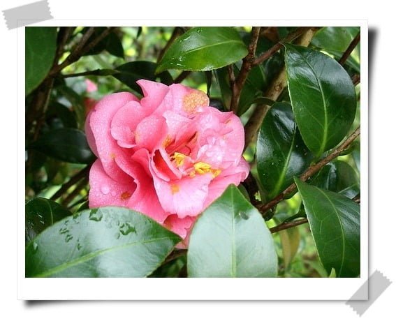 茶花在室男