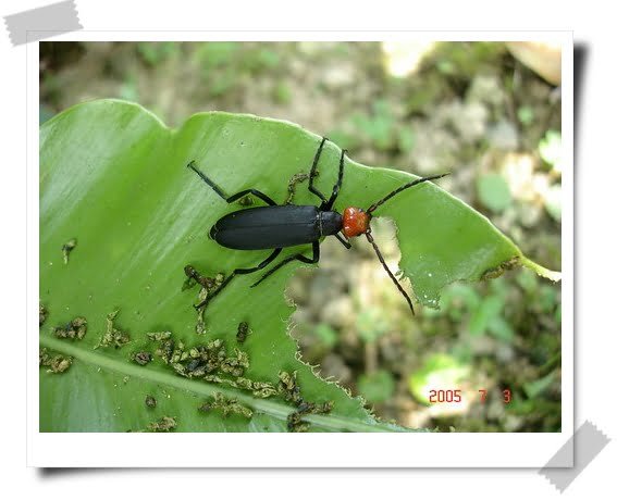 紅頭黑身的吃者