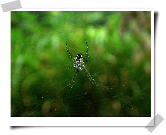 所以能夠持續美麗