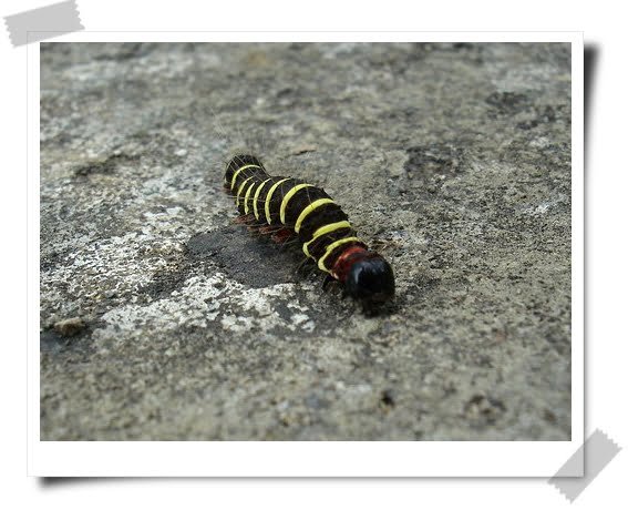 蝴蝶國的環保政策