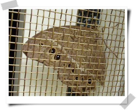 使鐵害怕的方法