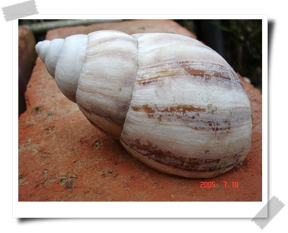 超速車禍的證物