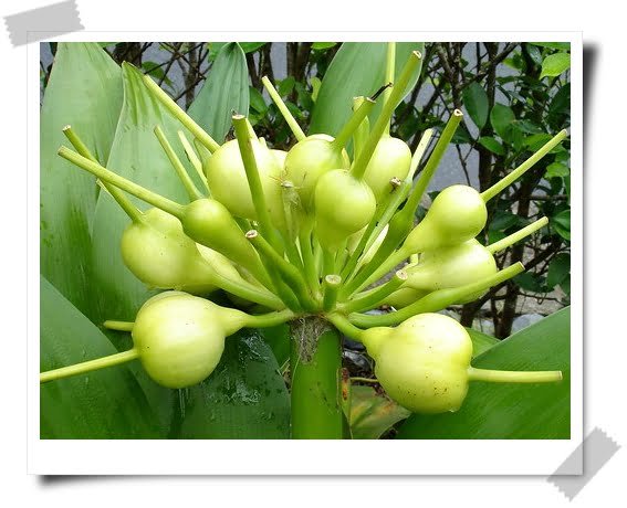 少女情懷腫是詩