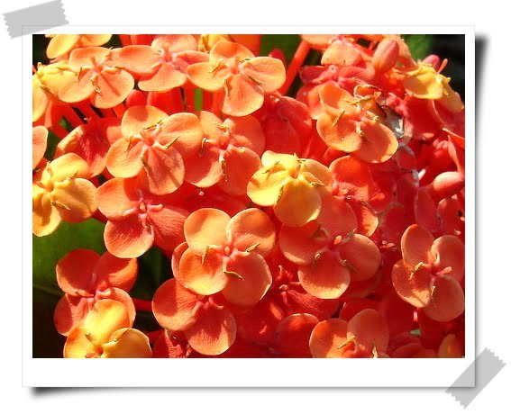 味蕾的昏迷與醒