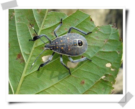 獨一無二的姓氏