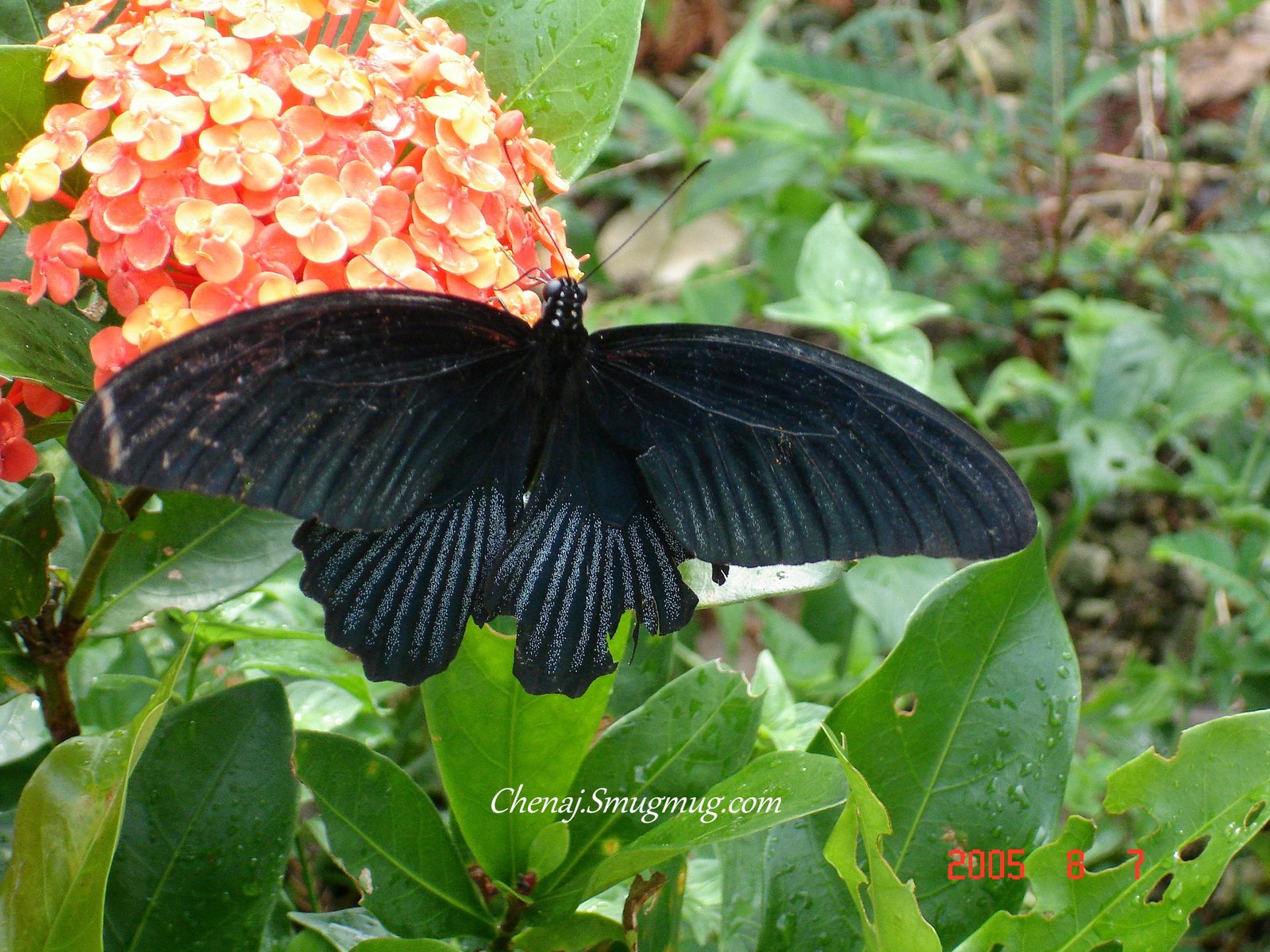 雲也是一種動物
