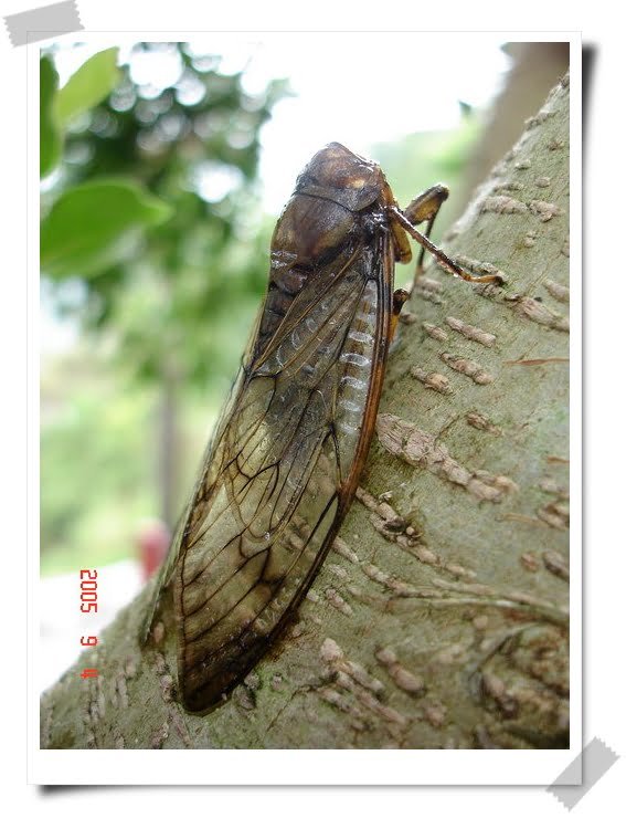 披薩專賣森林店