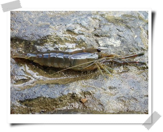 小丁出紅色的石頭