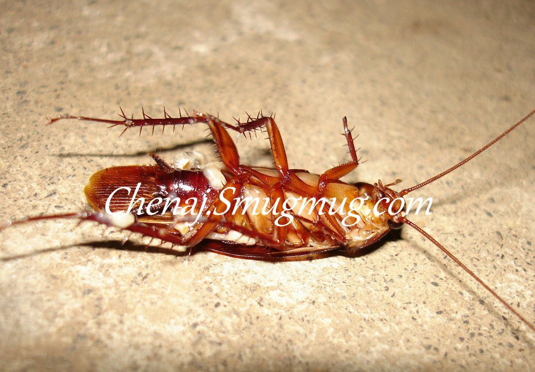 來自地球的呼叫