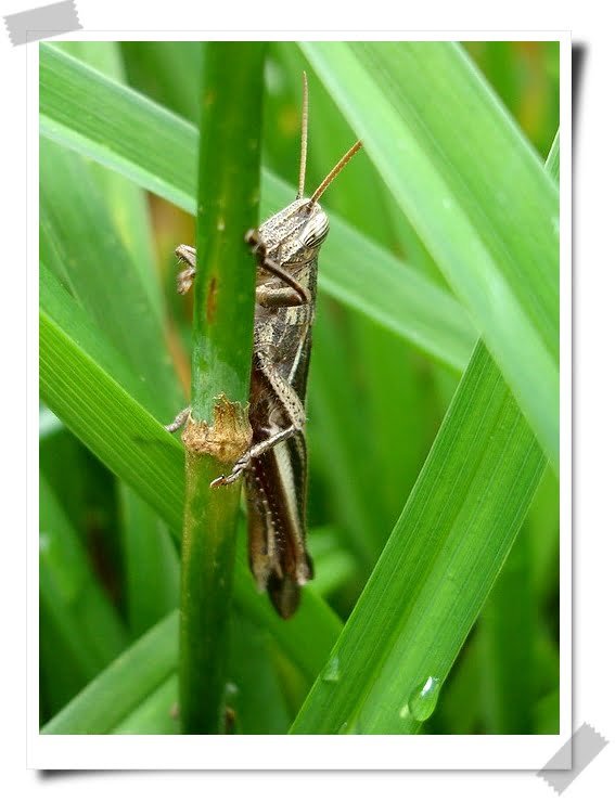 蚱蜢坐船的方式