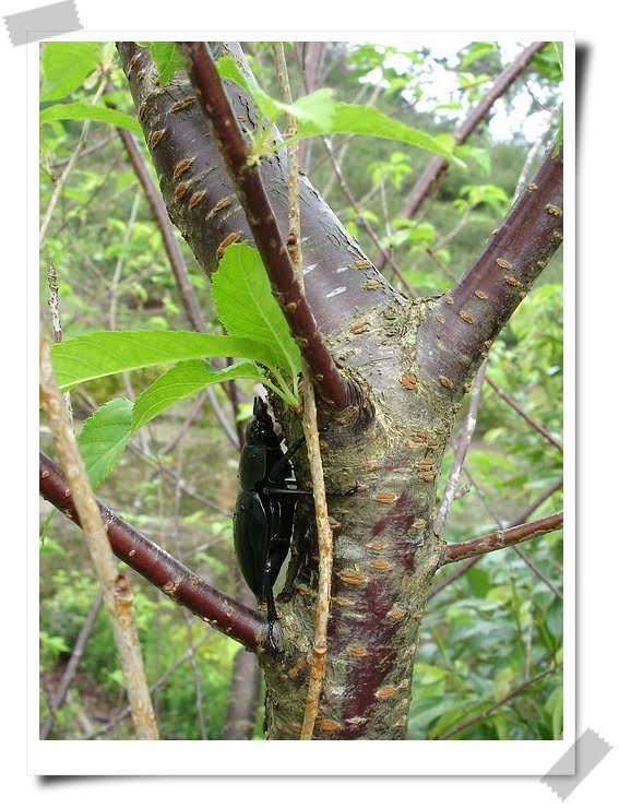 鍬形蟲的夏季孕婦裝