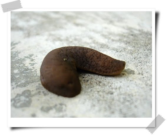 漩渦嫁給噴泉的時候