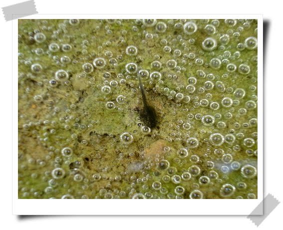 神啊請給我一隻青蛙