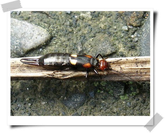 想念白羊的日子