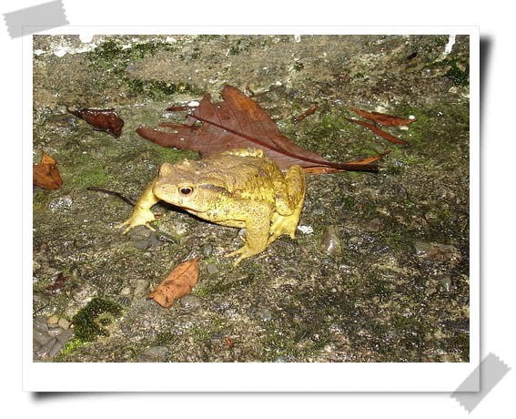 雖然不是林志玲推薦的