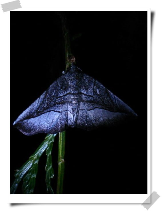 蠟炬成堆蛾始乾