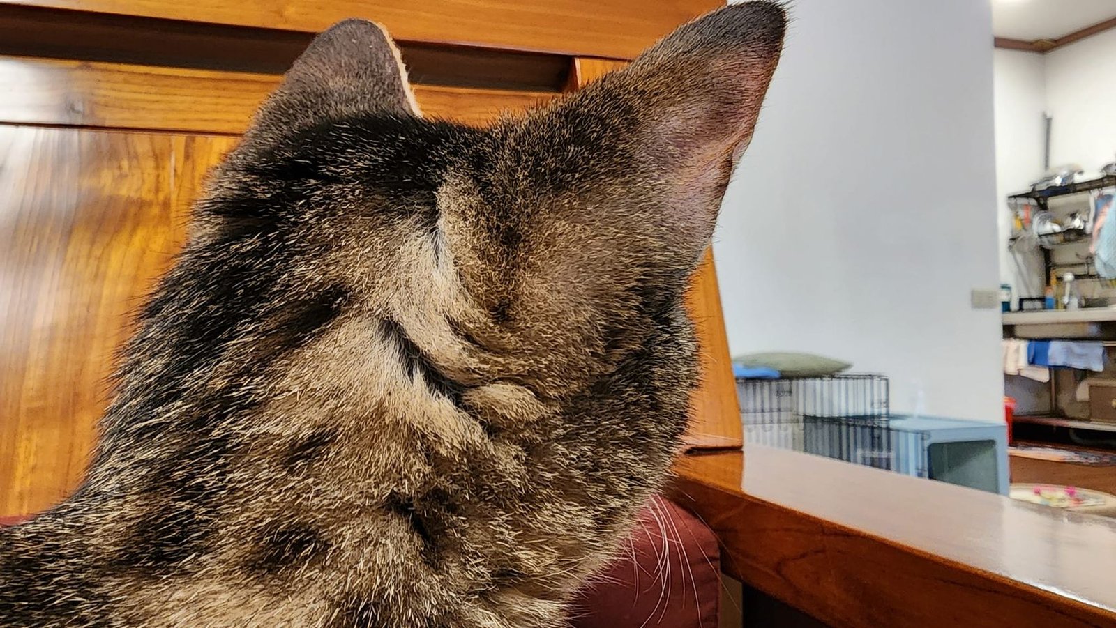 我真不適合當個貓奴