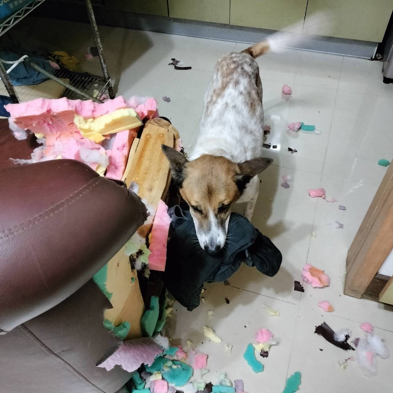 咪露的噴射引擎