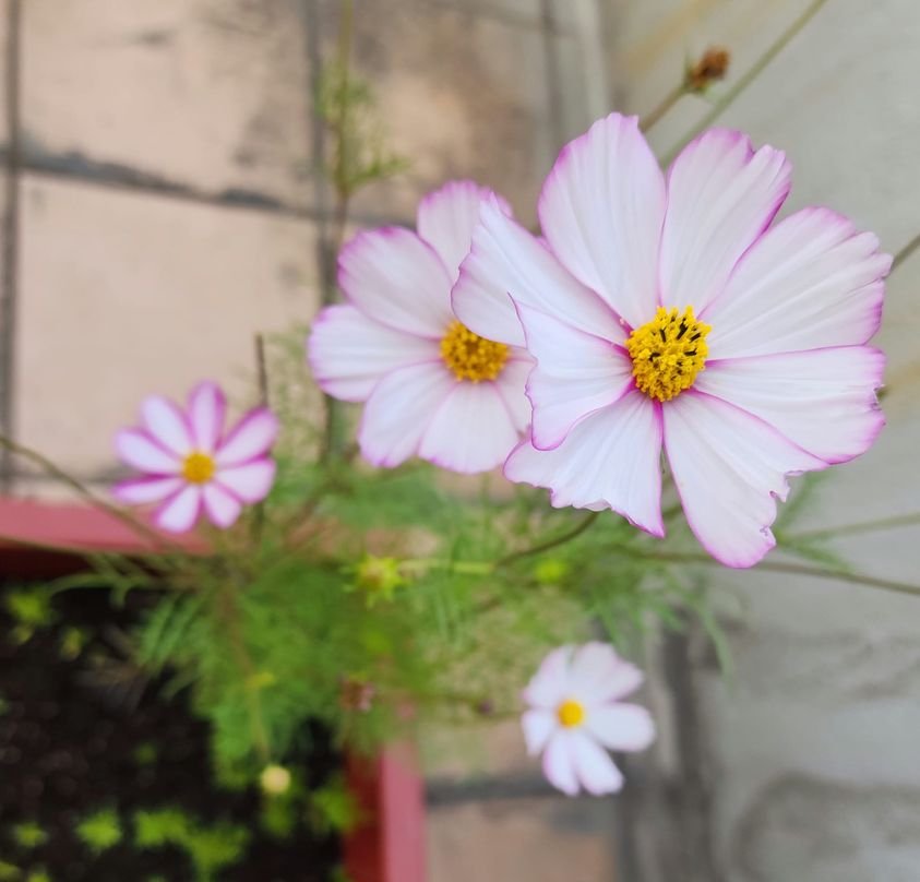 我懷疑你在偷滑我的部落格很多年了