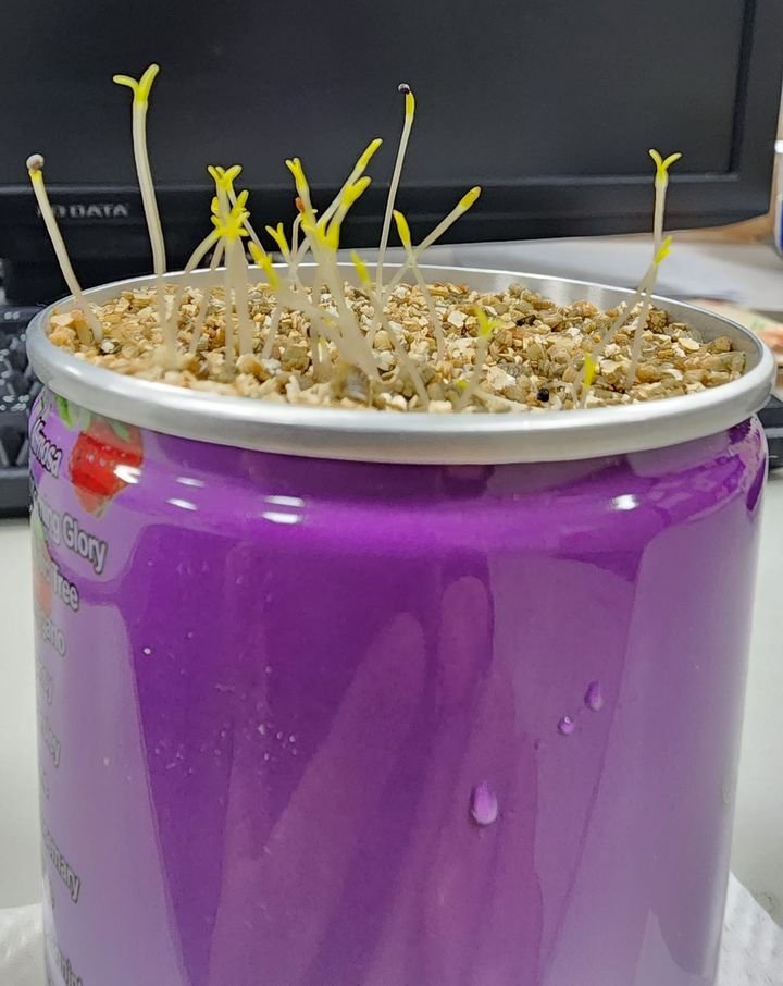 易開罐植物發芽了