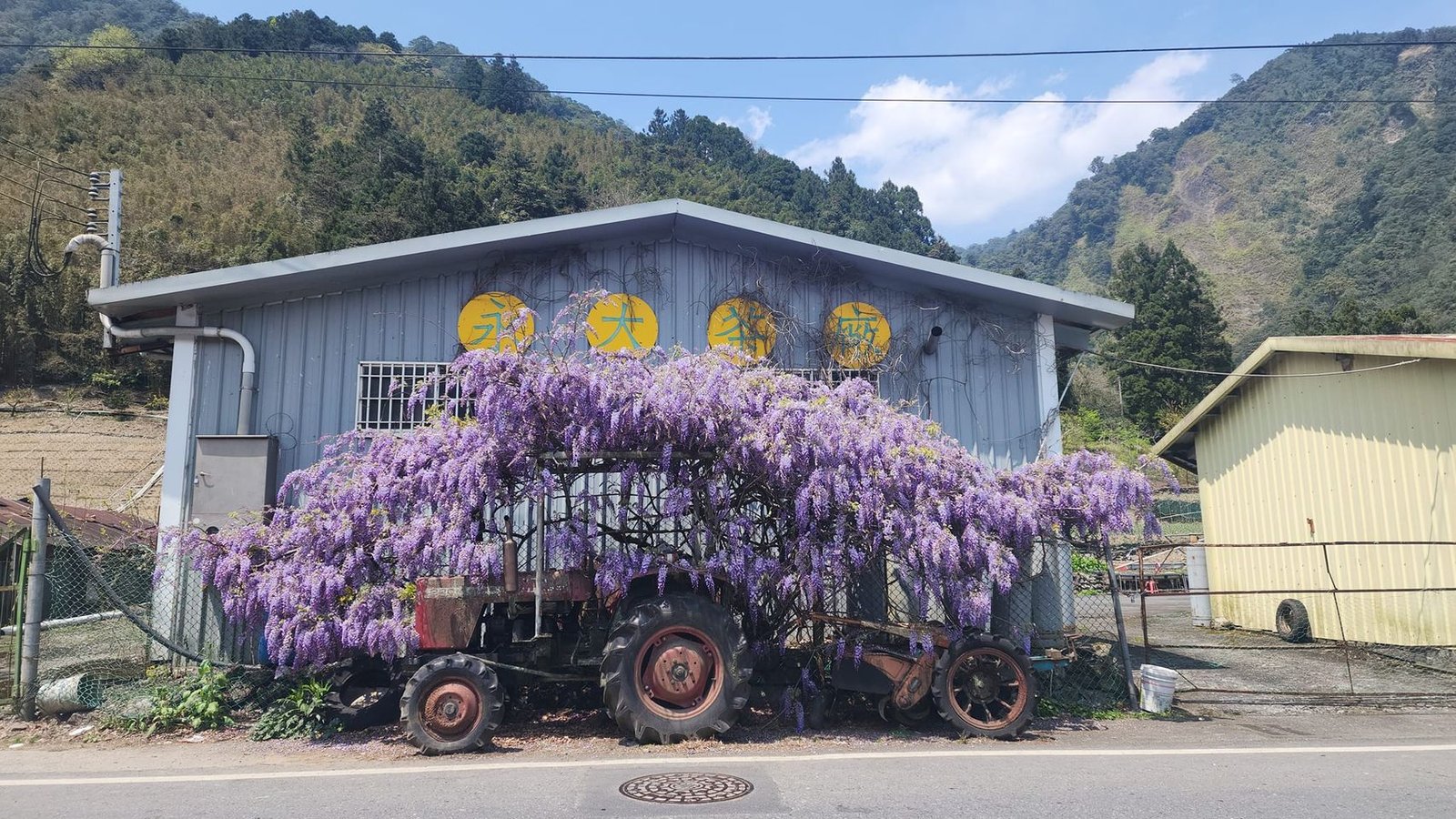 紫藤也會愛上破車