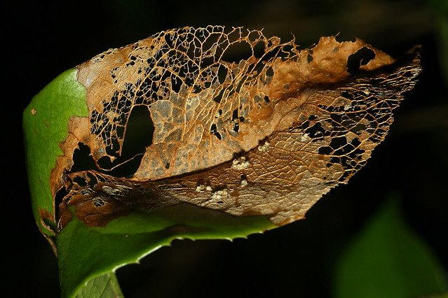 20081115C-071-960