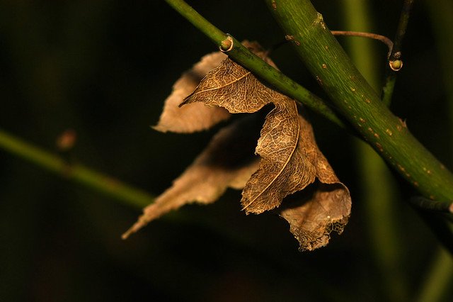 20081115C-114-960