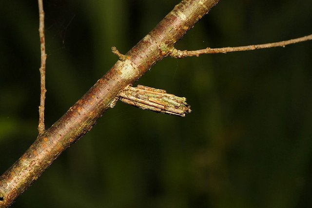 20081115C-160-960