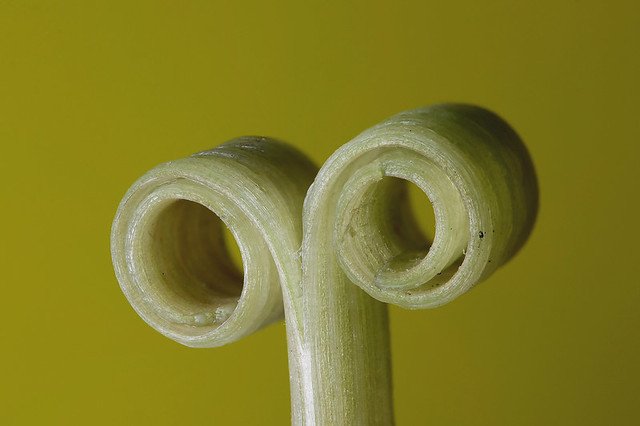 alt=