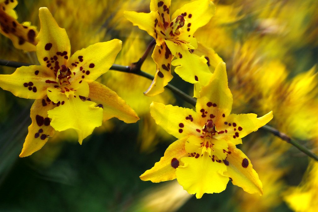 20130119-097-w1920 https://umaya.tw/wp-content/uploads/2024/05/18258220805_f2b3c746bf_b.jpg