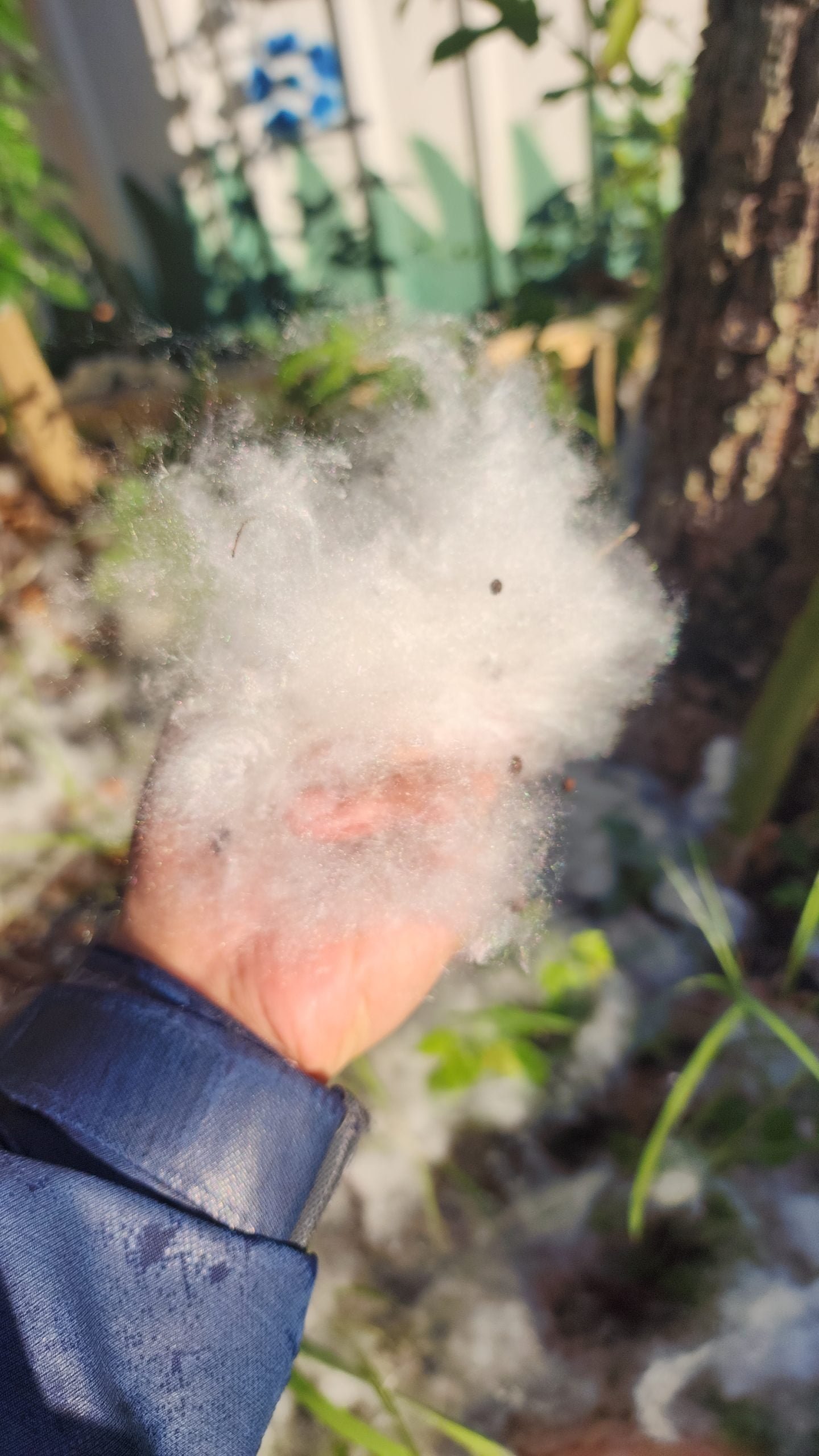 五月雪