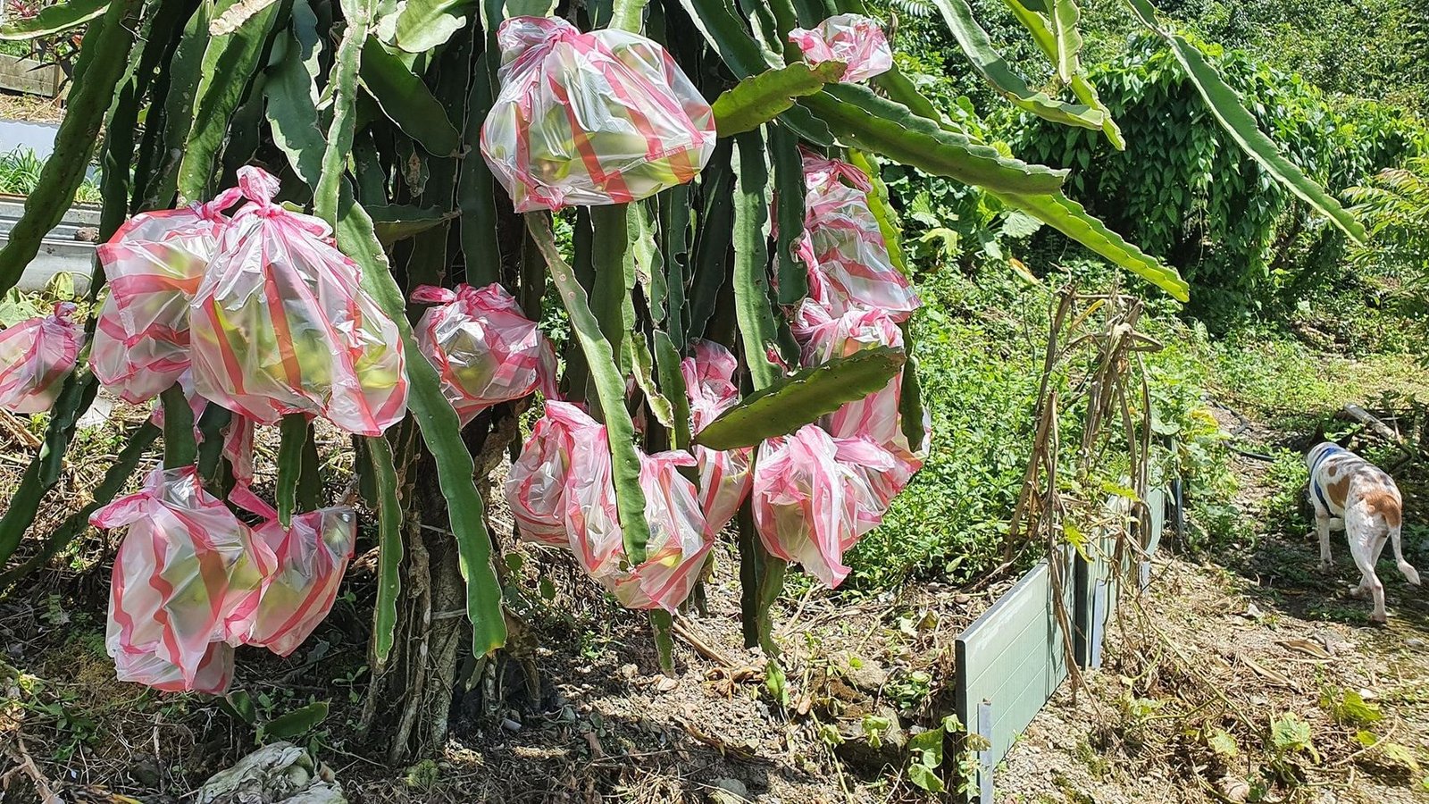 我在山上的日子