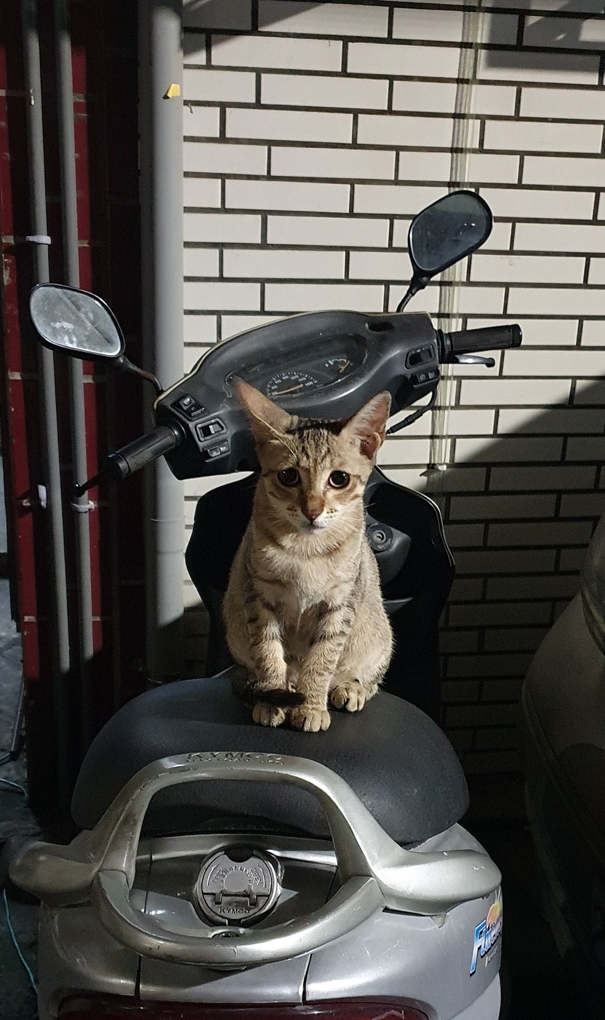 小花癡癡看著我