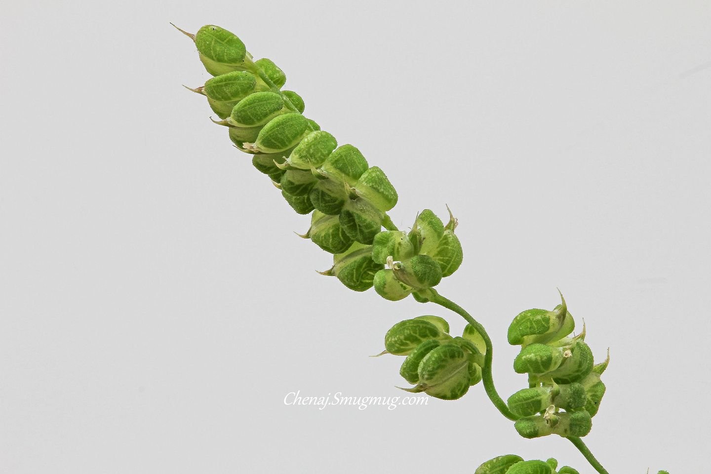 溫涼如水的夜晚裡