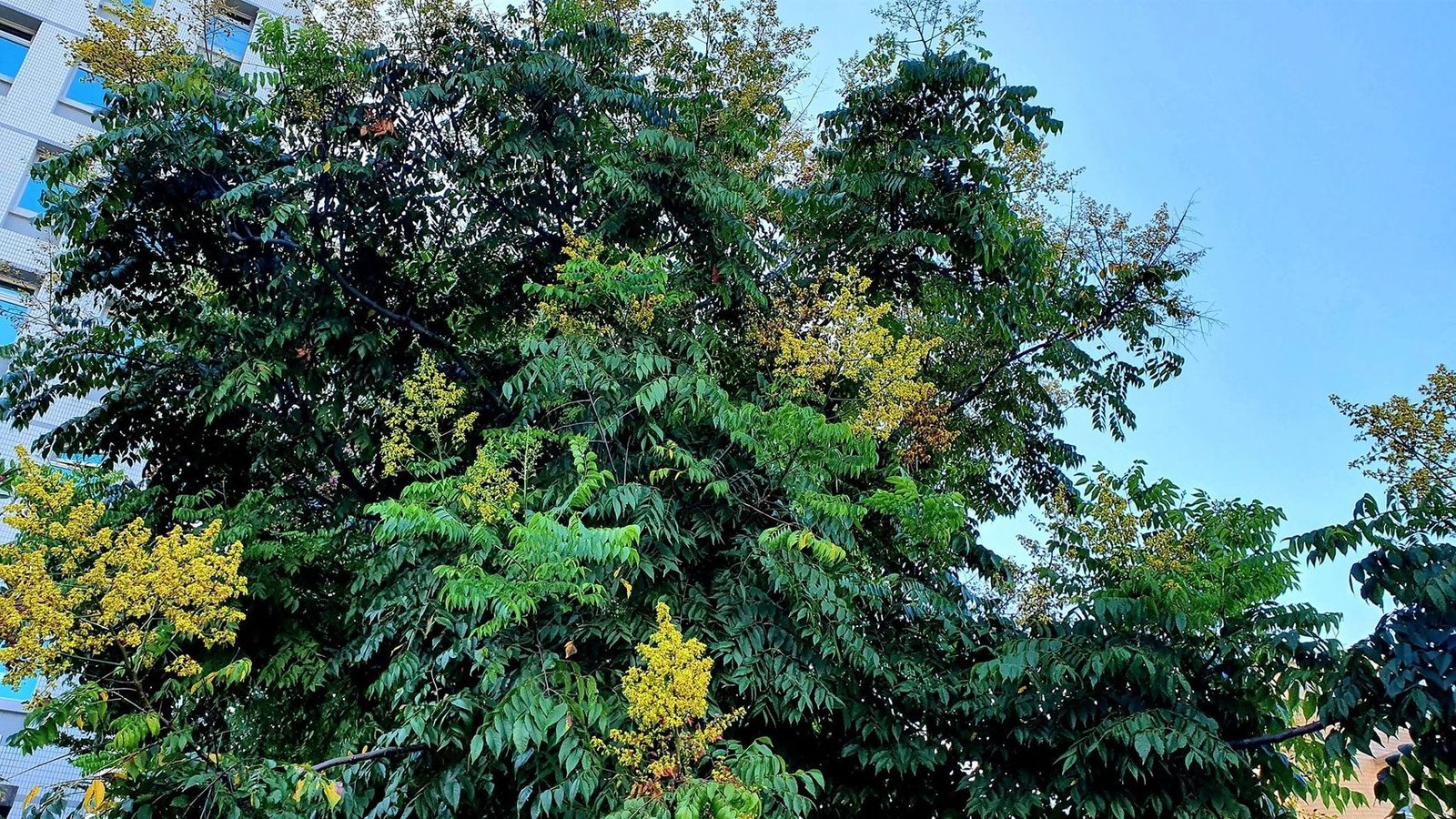 樹慢慢喜歡上風的時候