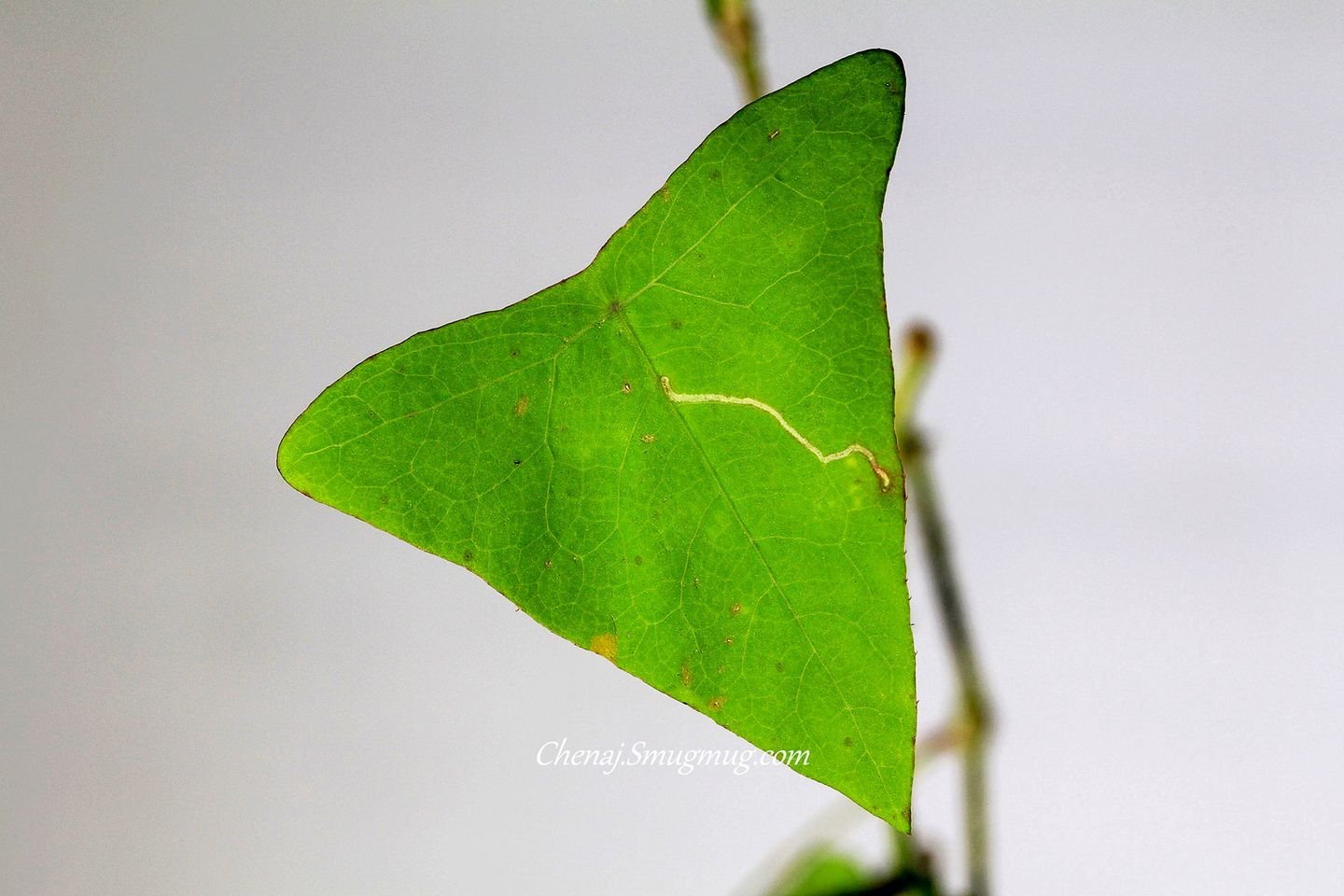 不想說話的螳螂