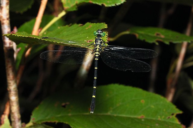 20090801-227-960