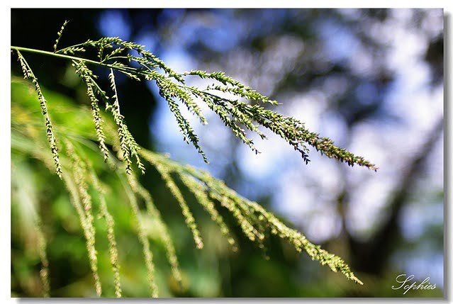 20071027聽我唱午後的歌