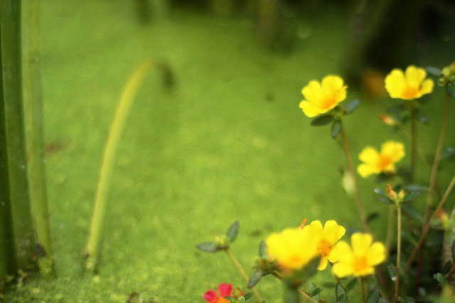 20090718-Ricon 55mm/f1.2 & Sigma 180mm f3.5 試拍