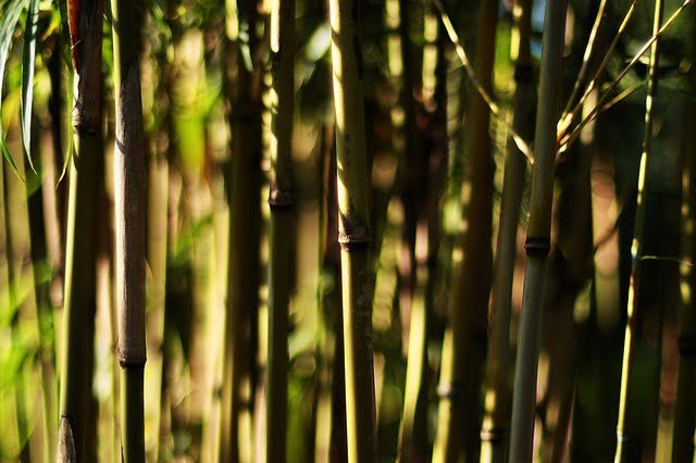 20090801-Ricoh 55mm f1.2 植物園拍