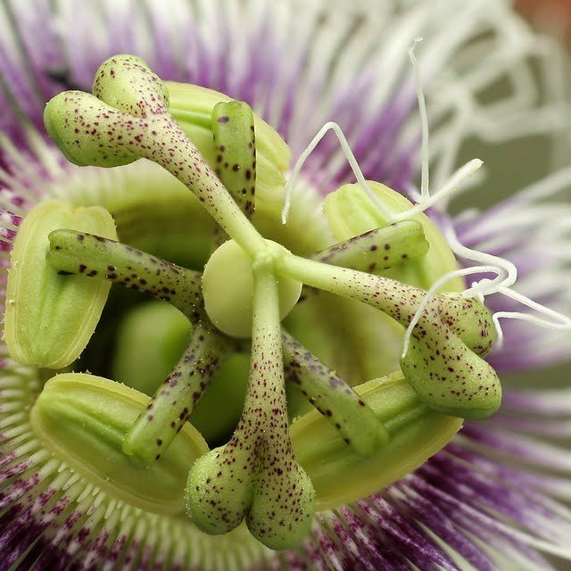 20100411- 聚焦堆疊 技術的作品4