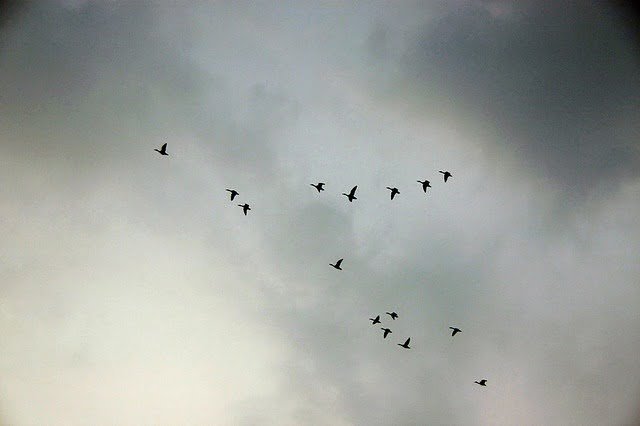 20100814-飛走的與留下的