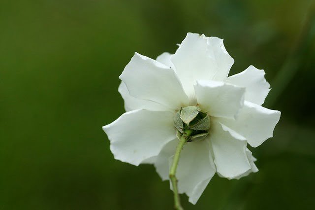 20100424-用語言去賄賂玫瑰