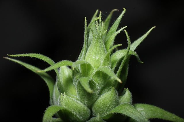 20100424- 聚焦堆疊 技術的作品5