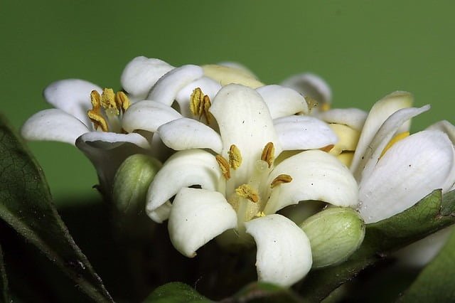 20100508- 聚焦堆疊 技術的作品9