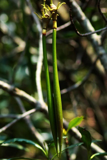 20090411-寫手的筆