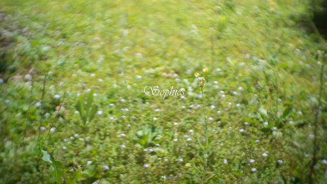 終結草地的小花