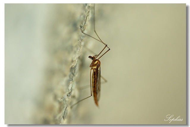 20070401-玩具博物館-一個捲舌的春末午后