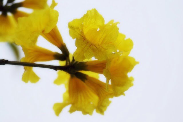20080329-黃金風鈴花