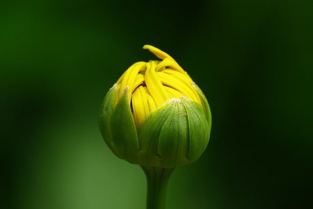20080329-植物園